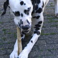 Dalmatische hond