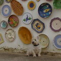 West Highland White Terrier