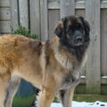 Leonberger
