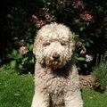 Labradoodle