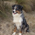 Australian Shepherd