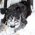 Pumi