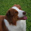 Australian Shepherd