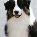 Australian Shepherd