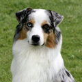 Australian Shepherd