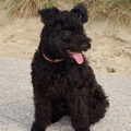 Pumi