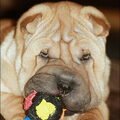 Shar Pei