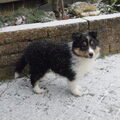 Sheltie