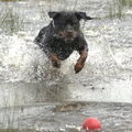 Rottweiler