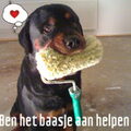 buffel met zijn roller