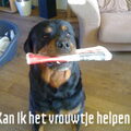 buffel met zijn krant