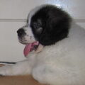 Mastin del Pirineo