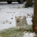 Noorse Buhund