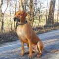 Rhodesian Ridgeback