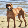 Rhodesian Ridgeback
