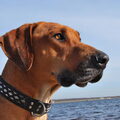 Rhodesian Ridgeback