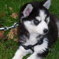 Siberische Husky