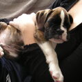 Boxer