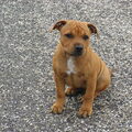 Staffordshire Bull Terrier