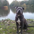 American Staffordshire Terrier