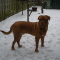 Bordeauxdog