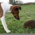 Foxterrier, gladhaar