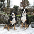 Grote Zwitserse Sennenhond