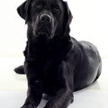 Labrador