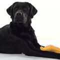 Labrador