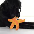 Labrador