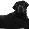 Labrador