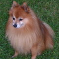 Keeshond, Dwerg