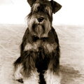 Schnauzer