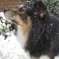 Finse Lappenhond
