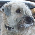 Irish Softcoated Wheaten Terriër