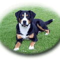 Entlebucher Sennenhond