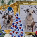 mooie bewerking van me hondjes voor de wedstrijd vrolijke kerst en gelukkig nieuwjaar iedereen xxjes van smira chika & lady
