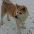 Akita Inu