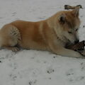 Akita Inu