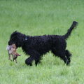 Barbet