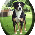 Entlebucher Sennenhond