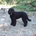 Barbet
