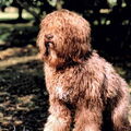 Barbet