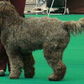 Barbet