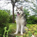 Alaskan Malamute