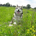 Alaskan Malamute
