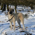 Anatolische herder