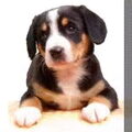 Entlebucher Sennenhond