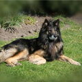Tervuerense Herder