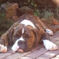 Old English Bulldog